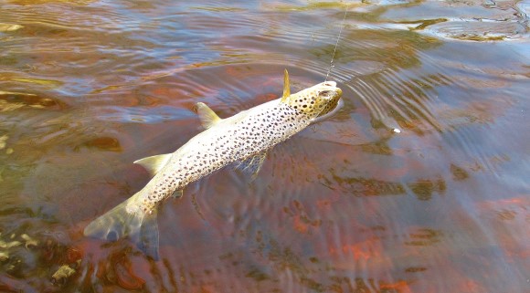 2020 10 27 Dasher River brown trout