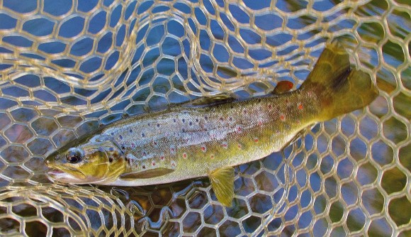 2020 10 27 Decent size Dasher River brown