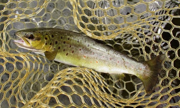 2020 11 06 The 100th trout of the season
