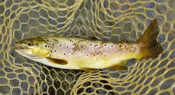2021 01 17 Lovely well conditioned brown trout