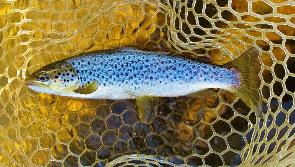 2021 01 20 The best trout of the morning