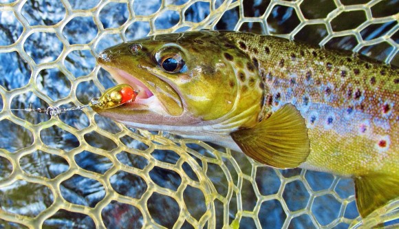 2021 01 27 Brown trout taken on gold Black Fury