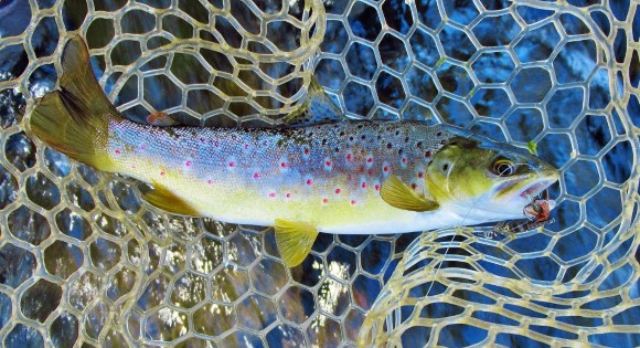 2021 01 27 Wild brown trout and March Brown Bug spinner