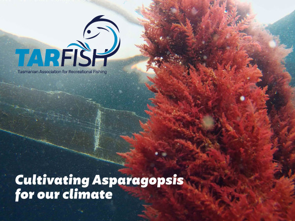 tarfish asparagopsis