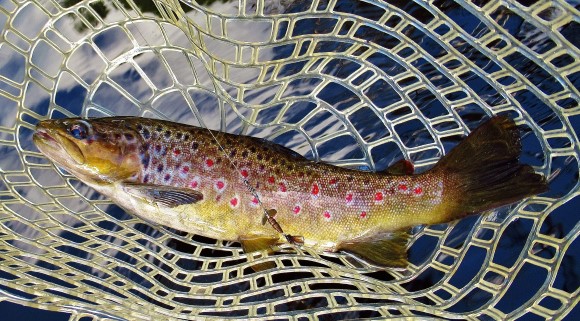 2021 03 11 A solid 435 gm wild brown trout