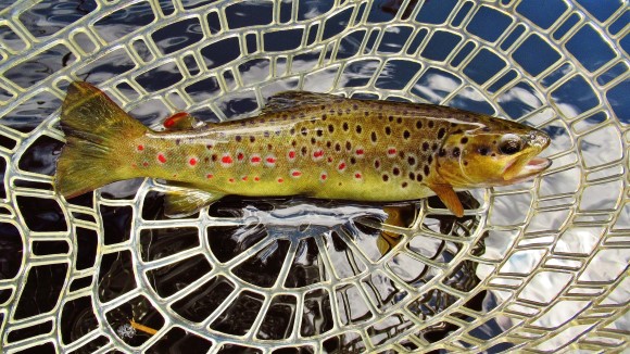 2021 03 11 The 300th trout of season