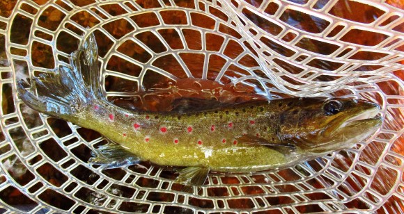 2021 03 11 Trout of the day 535 gram beauty