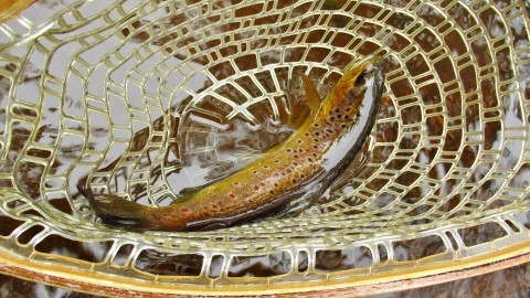 this beautiful brown is ready for release