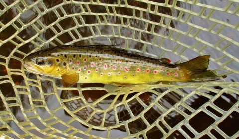 2021 11 01 Beautiful colours in this brown trout