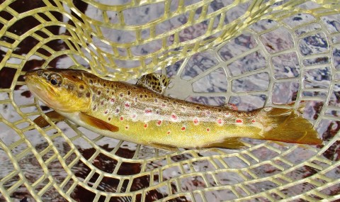 2022 01 21 Another nice tannin water wild brown trout