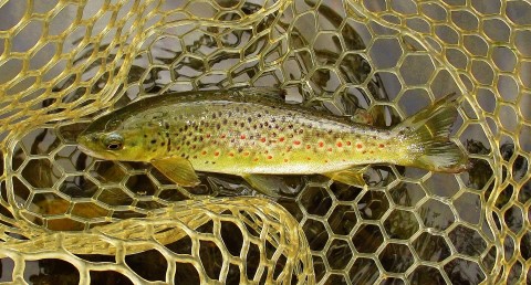 2022 04 19 Another beautifully colouted wild brown trout