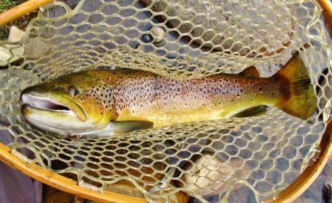 2022 06 01 Mersey River river wild brown trout 2.2 kgs 2