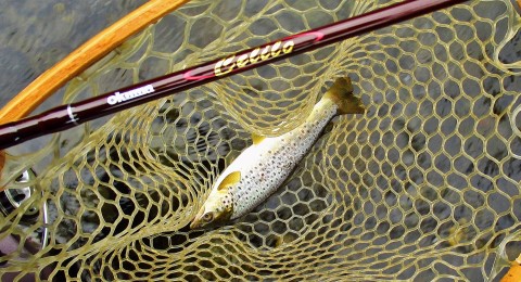 2022 06 22 This brown made it into the net