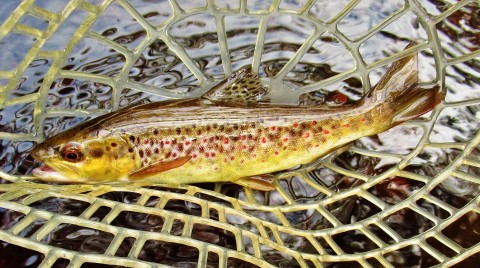 2022 07 04 A beautifully coloured small stream trout