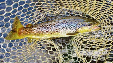 2022 08 01 Another solid brown trout made it into the net
