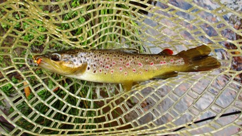 2022 09 20 A medium size brown trout