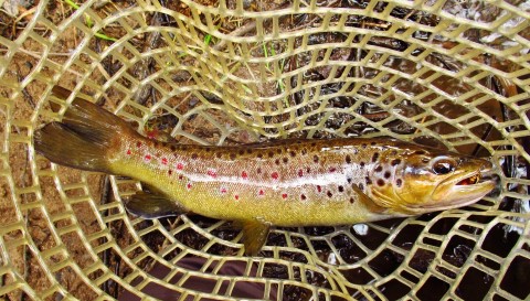 2022 09 20 A nice wild brown trout