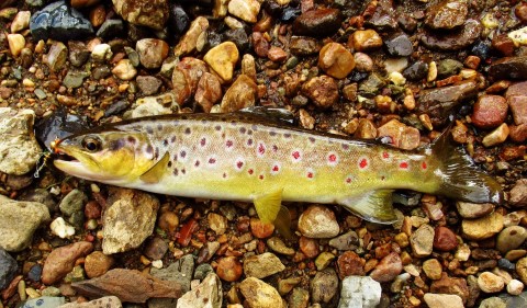 2022 09 20 Another well conditioned brown trout